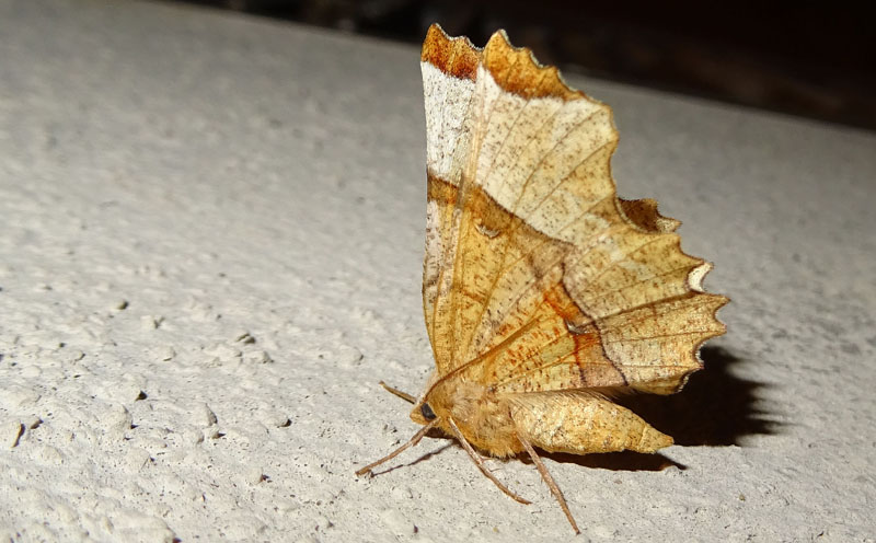 Selenia lunularia - Geometridae